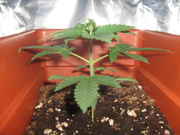 5-20-09_003.jpg