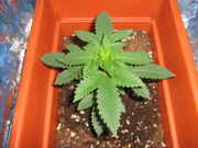5-20-09_004.jpg