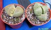 PleiospilosNeliiSplitRock.jpg