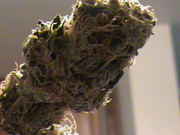 DSC00066.jpg