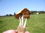 mushrooms_104.jpg