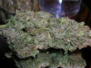 mmmNugs26.jpg