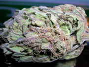 MMMnugs48.jpg