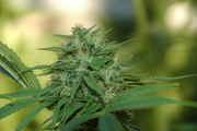 Picture_002.jpg