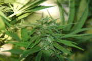 Picture_008.jpg
