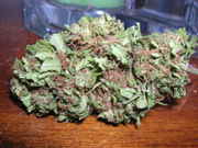 nugs06.jpg