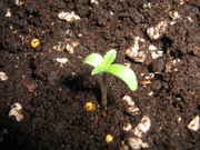 5-29-09_014.jpg