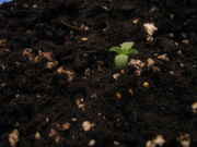 5-29-09_015.jpg