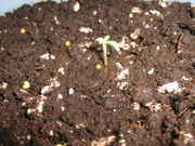 5-29-09_016.jpg
