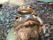 Bufo_Alvarius.jpg
