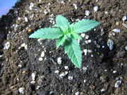 june-5-09_026.jpg