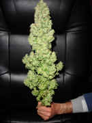 Man_holds_tall_weed_plant.jpg