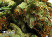 2009-06_K4_King_Kush_from_Cornerstone.jpg