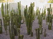 Cacti_2009_014.jpg
