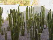 Cacti_2009_016.jpg