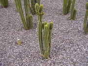 Cacti_2009_012.jpg