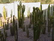 Cacti_2009_017.jpg