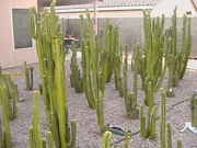 Cacti_2009_021.jpg