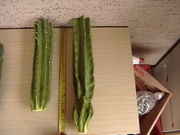 Cacti_2009_SALES_025.jpg