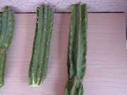 Cacti_2009_SALES_027.jpg
