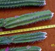contents1callousedandlength.jpg