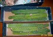 cactibackinboxes.jpg