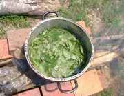 Ayahuasca_in_silver_pot.jpg