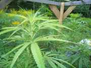 cannabis_001.jpg