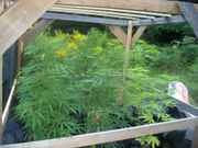 cannabis_002.jpg