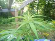 cannabis_003.jpg