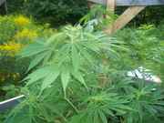 cannabis_004.jpg