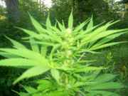 cannabis_005.jpg