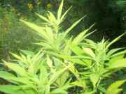 cannabis_006.jpg