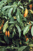 Ibogaine.jpg