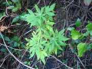DSC04009.jpg