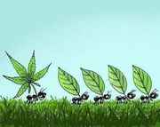 Ant_carries_pot_leaf.jpg