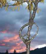 Peace_sign_tree.jpg