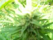cannabis_049.jpg