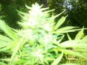 cannabis_051.jpg