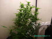 PICT0001.jpg