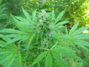 cannabis_078.jpg