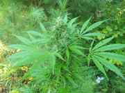 cannabis_081.jpg