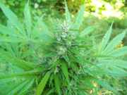 cannabis_083.jpg