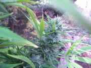 cannabis_084.jpg