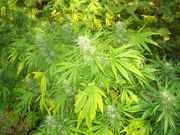 cannabis_086.jpg