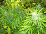 cannabis_087.jpg