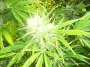 cannabis_088.jpg