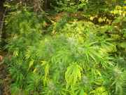 cannabis_091.jpg