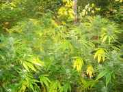 cannabis_093.jpg