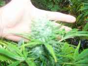cannabis_095.jpg